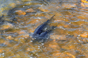 Lake Sturgeon Spawning At The Fox River Dam And Rapids At De Pere, Wisconsin, In Spring