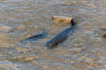 Lake Sturgeon Spawning At The Fox River Dam And Rapids At De Pere, Wisconsin, In Spring