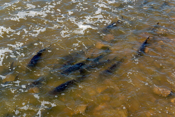 Lake Sturgeon Spawning At The Fox River Dam And Rapids At De Pere, Wisconsin, In Spring