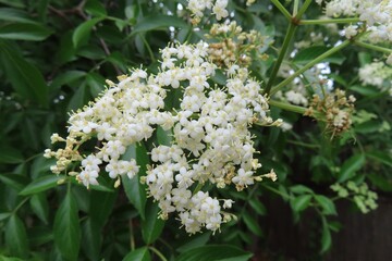 Elderberry flowers (Sambucus nigra) blooming in Florida nature