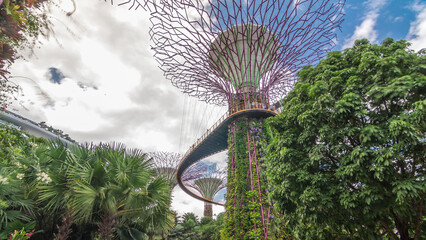 Fototapeta premium Futuristic view of amazing supertrees at Garden by the Bay timelapse hyperlapse in Singapore.