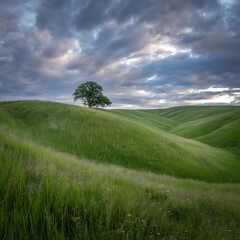 A vibrant landscape features a lone tree atop rolling green hills under a cloudy sky.