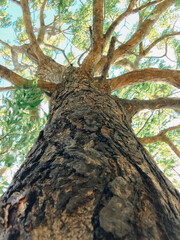 Majestic Tree A Low-Angle View of Nature's Ancient Wisdom