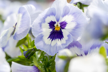Niebiesko-białe bratki rozkwitły na kwietniku w mieście. Bratki (Viola tricolor var. hortensis) mają delikatne niebieskie i białe płatki z misternymi fioletowymi wzorami rozchodzącymi się promieniście