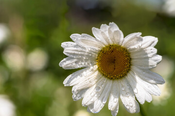 Biały kwiat margaretki - jastrun właściwy, złocień właściwy, jastrun wczesny (Leucanthemum vulgare) z kroplami wiosennego deszczu na płatkach, z jasnożółtym środkiem. 