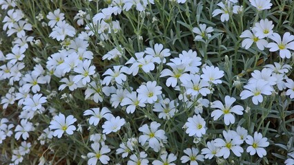 Sweden. Cerastium tomentosum (snow-in-summer) is an herbaceous flowering plant and a member of the...