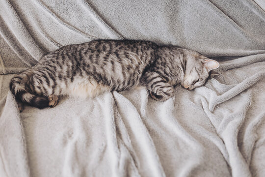 Soft and cozy feline rests peacefully on plush gray fabric in a sunlit room, capturing the essence of tranquility and warmth