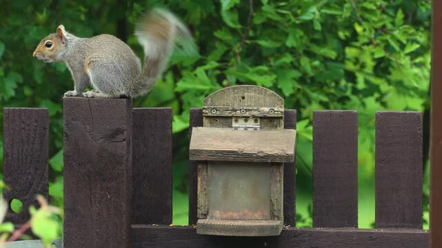 Young grey squirrel on a garden fence post waving or flagging tail to warn off others, before climbing onto wooden peanut feeder where he continues to flag