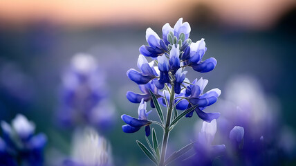 Stunning close-up of a Texas bluebonnet, captured in delicate detail, showcasing its vibrant beauty.