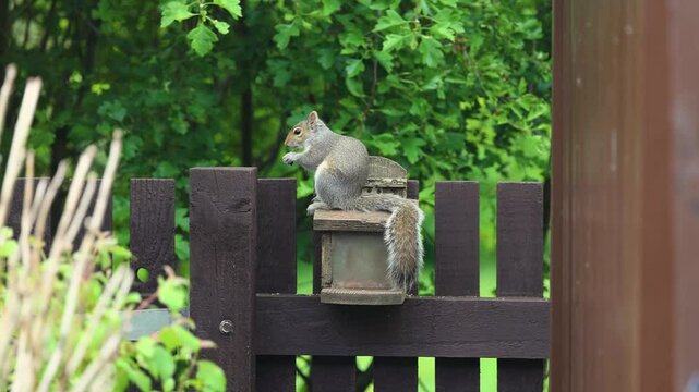 Young grey squirrel sits on wooden feeder eating peanut, then climbs onto garden fence post. Shot in half speed slow motion
