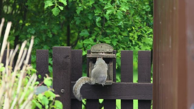 Young grey squirrel eats peanut on wooden feeder is disturbed by another squirrel, then leaps off garden fence into hawthorn tree branches. Shot at half speed slow motion