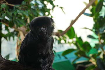 A black howler monkey