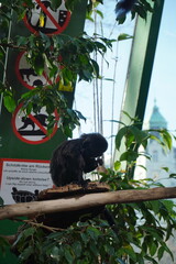 A black howler monkey