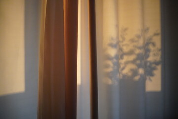 Warm Tones and Silhouettes Of FLOWERS