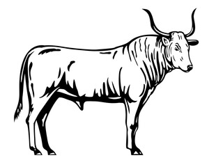Mascot illustration of a Chianina bull, Chianina della Valdichiana, Chianina del Valdarno, Calvana Perugina, an Italian breed of white cattle on isolated white background in retro black & white style.