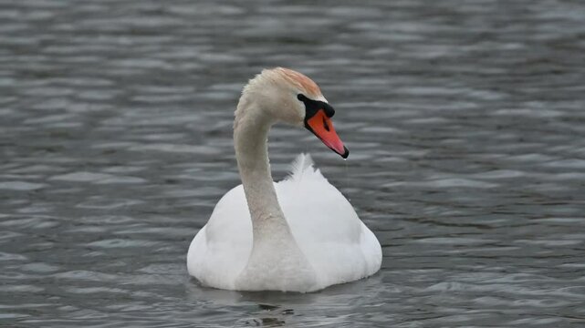 mute swan cygnus olor