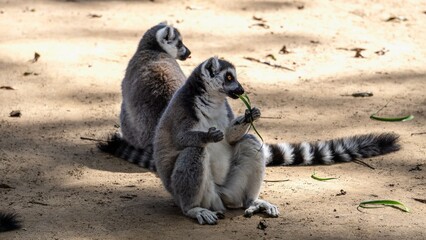 Ring-tailed lemur