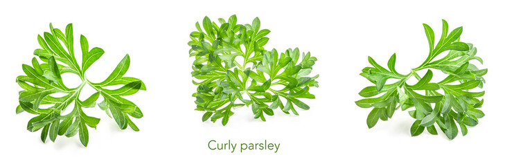 Curly parsley, also known as garden parsley leaves on white background, closeup © msk.nina