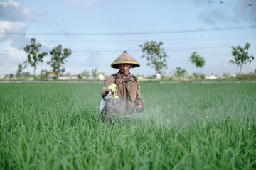 A senior male farmer spraying pesticide on rice green field. Protect rice field from plant pests. Elder working at nature.