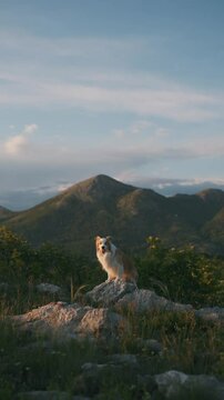 Border collie red and white dog sit on rocks in the mountains looking at the camera in the rays of the setting sun