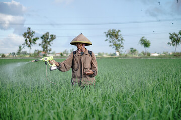 A senior male farmer spraying pesticide on rice green field. Protect rice field from plant pests. Elder working at nature.