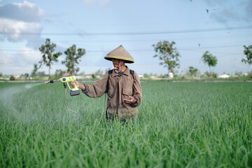 A senior male farmer spraying pesticide on rice green field. Protect rice field from plant pests. Elder working at nature.