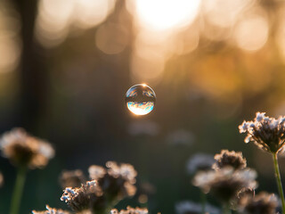The image showcases a floating bubble reflecting the beauty of the setting sun with flowers in focus.