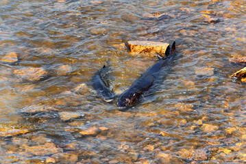 Lake Sturgeon Spawning At The Fox River Dam And Rapids At De Pere, Wisconsin, In Spring