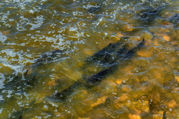 Lake Sturgeon Spawning At The Fox River Dam And Rapids At De Pere, Wisconsin, In Spring
