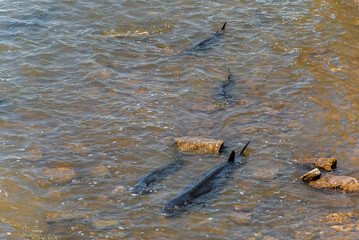 Lake Sturgeon Spawning At The Fox River Dam And Rapids At De Pere, Wisconsin, In Spring