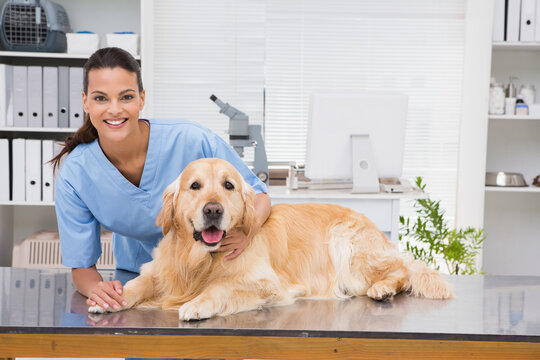 Female vet technician wearing scrubs kneeling behind exam table petting golden retriever at clinic