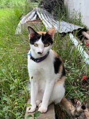 cat in the garden