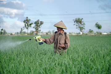 A senior male farmer spraying pesticide on rice green field. Protect rice field from plant pests. Elder working at nature.