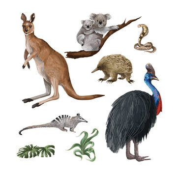 Australian animals and trees isolated. Vector.