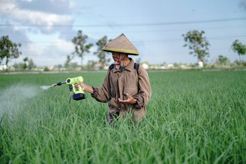 A senior male farmer spraying pesticide on rice green field. Protect rice field from plant pests. Elder working at nature.