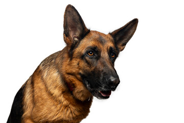 Studio shot of attentive german shepherd dog looking away from camera, isolated on white background