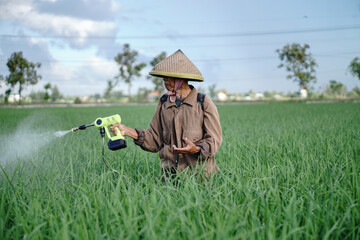A senior male farmer spraying pesticide on rice green field. Protect rice field from plant pests. Elder working at nature.