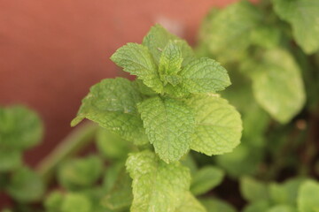 A close-up shot of mint leaves