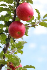 赤く色づいたりんご（シナノスイート）　空背景