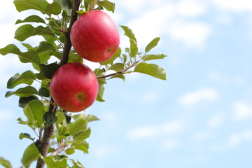 赤く色づいたりんご（シナノスイート）　空背景
