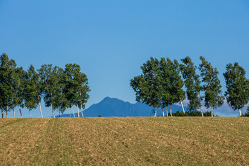 Summer fields and Mount Shari
