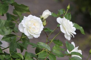 清楚な白いバラのクローズアップ