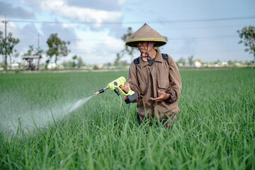 A senior male farmer spraying pesticide on rice green field. Protect rice field from plant pests. Elder working at nature.