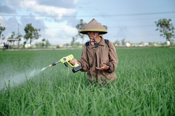 A senior male farmer spraying pesticide on rice green field. Protect rice field from plant pests. Elder working at nature.