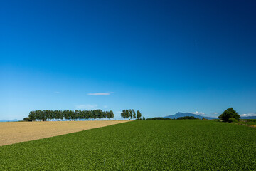 Summer fields and Mount Shari