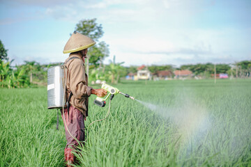 A senior male farmer spraying pesticide on rice green field. Protect rice field from plant pests. Elder working at nature.