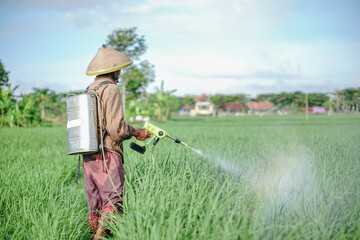 A senior male farmer spraying pesticide on rice green field. Protect rice field from plant pests. Elder working at nature.