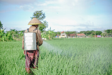 A senior male farmer spraying pesticide on rice green field. Protect rice field from plant pests. Elder working at nature.