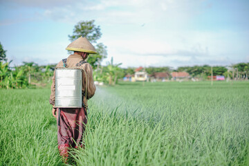 A senior male farmer spraying pesticide on rice green field. Protect rice field from plant pests. Elder working at nature.