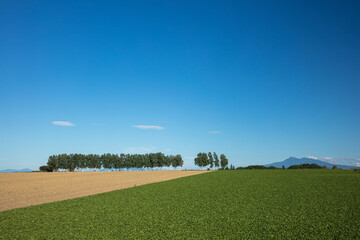 Summer fields and Mount Shari